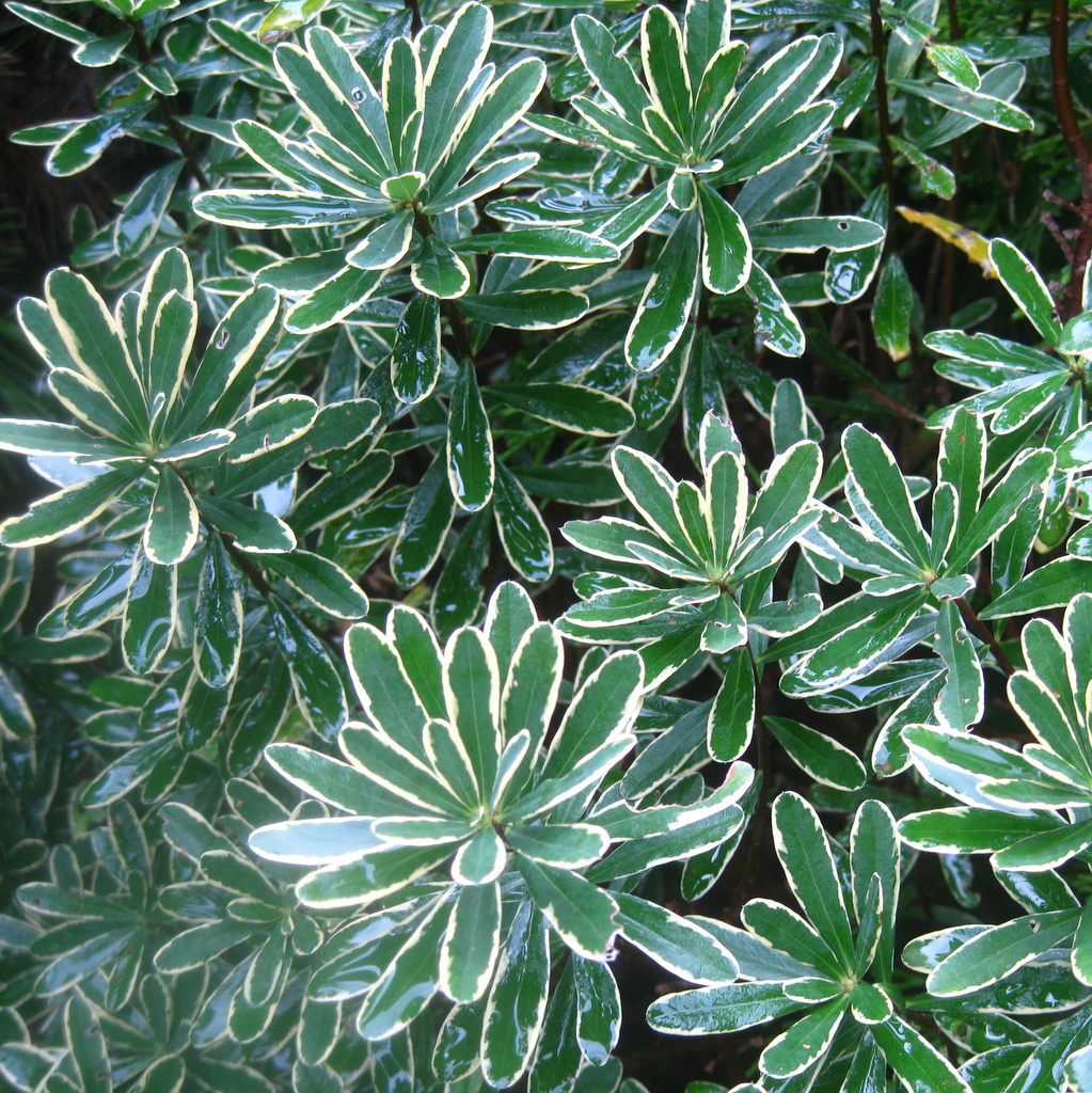 Daphne x burkwoodii 'Silveredge'